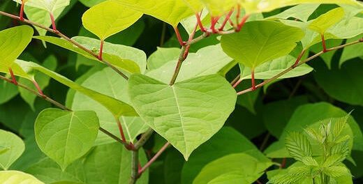 Is Japanese knotweed under control in the UK?