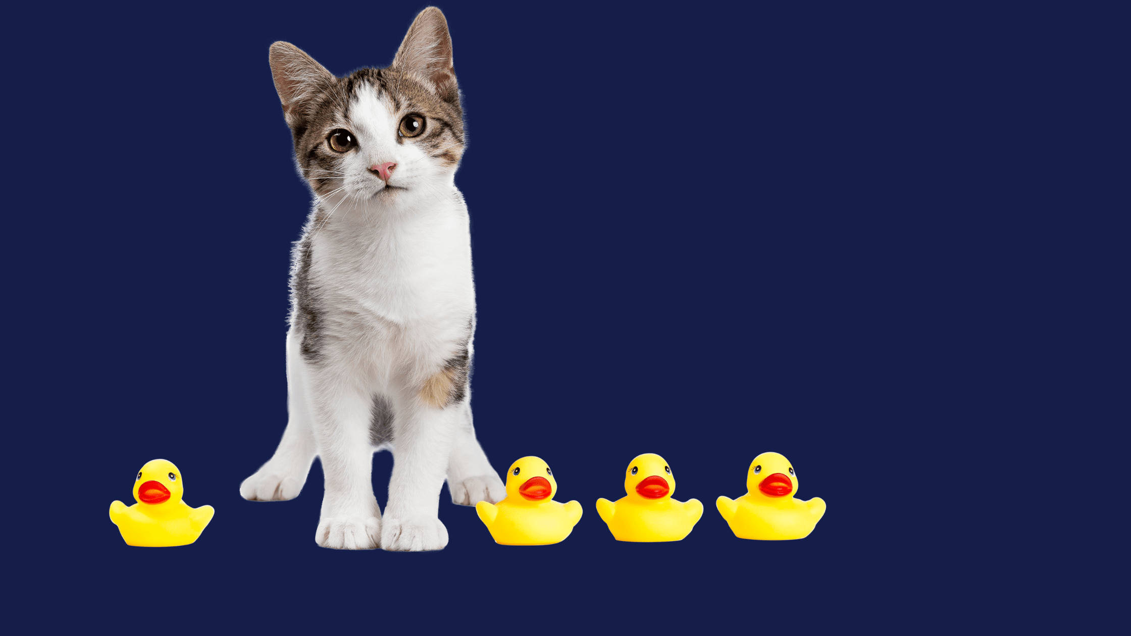 Paws for Thought: How Pets and Rubber Ducks Boost Productivity