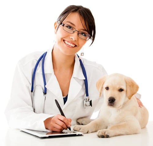 veterinary nursing jobs abroad