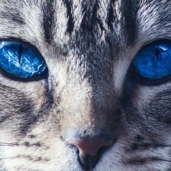 cats, eyes, wild