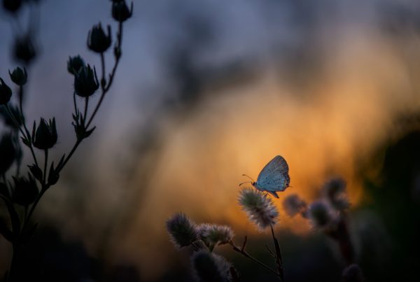 selective focus photography of butterfly perched on petaled flower