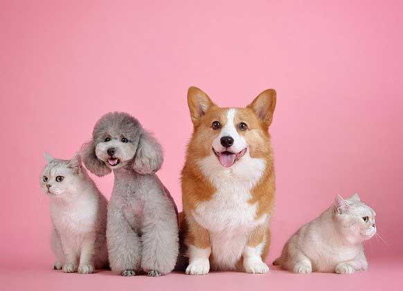 Are pets the future of a happier workforce?