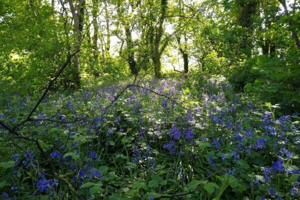 Meadow 1 bluebells in Bunny Woods