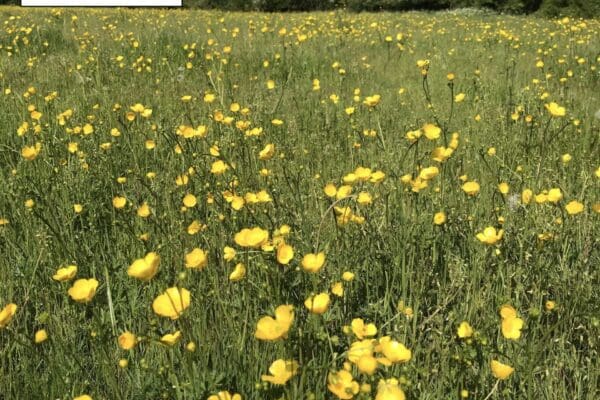 Meadow 2 buttercup meadow