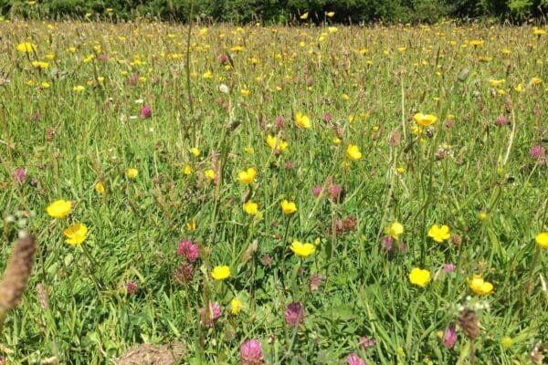 Meadow 3 buttercups and red clover meadow