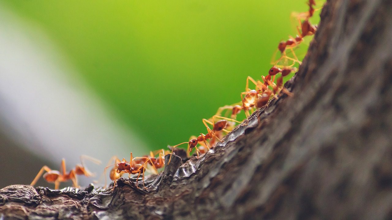 Radhika Nagpal at #NeurIPS2021: the collective intelligence of army ants